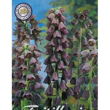 Klocklilja-Fritillaria persica 'Persica' 1-pack